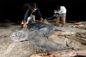 WWF Dorong Forum Kolaborasi Jaga Penyu Belimbing – Suara Surabaya