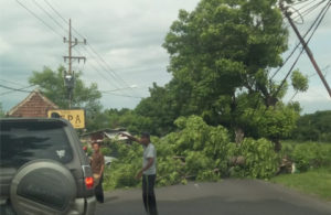 Pohon Tumbang di Pandaan – Bangil