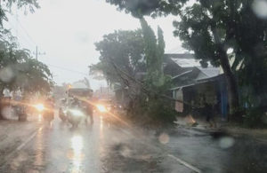 Pohon Tumbang di Jalan Raya Paciran