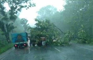 Pohon Tumbang di Jalan Pakah Tuban