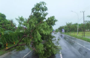 Pohon Tumbang di Babat Tuban