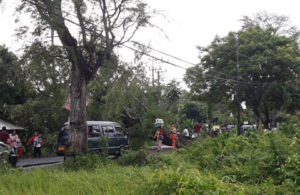 Pohon Tumbang di Sebanah – Bangkalan