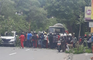 Pohon tumbang di Layang Jenggolo