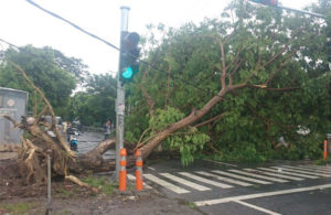 Pohon Tumbang di Jolotundo Mojokerto