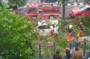 Proses Evakuasi Pohon Tumbang di Jalan Irian Barat