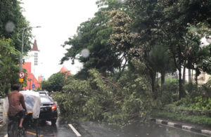 Pohon Tumbang di jalan Walikota