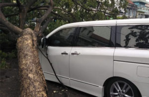 Pohon Tumbang di Jalan KH. Mas Mansyur