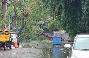 Pohon Tumbang di Simpang Dukuh