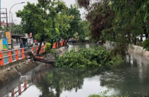 Pohon Tumbang di Klampis – Keputih