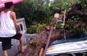 Pohon Tumbang di Jalan Karang Asem