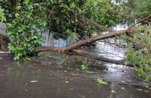 Pohon Tumbang di Ngagel