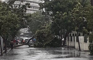 Pohon Tumbang di Jalan Ratna Ngagel