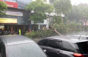 Pohon Tumbang di Kembang Jepun