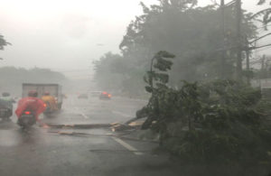 Pohon Tumbang di Jalan Pengampon