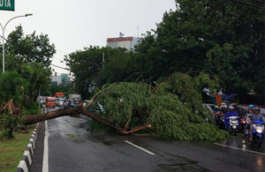 Pohon Tumbang di Jalan Stasiun Kota