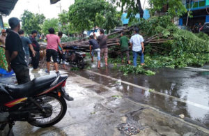 Pohon Tumbang Menutup Jalur di Simolawang