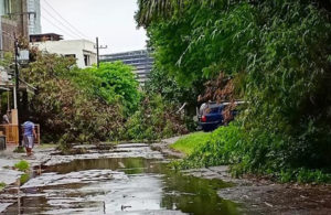 Pohon Tumbang di Jalan Kalibokor Selatan