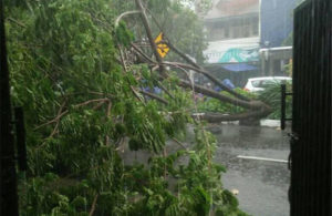 Pohon Tumbang di Raya Mulyosari