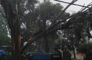 Pohon Tumbang Menimpa Kabel Listrik dan Pos Kamling