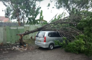 Pohon Tumbang di Keputih