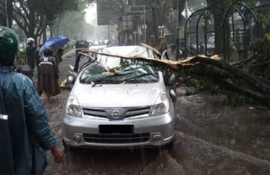 Pohon Tumbang di Jalan Bandung Malang