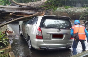 Pohon Tumbang Menimpa Mobil