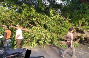 Pohon Tumbang di Mastrip