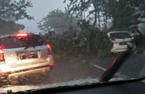 Pohon Tumbang di Satelit