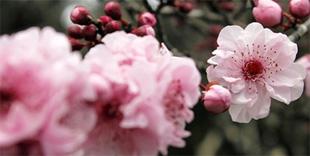 Bunga Sakura Si Cantik Penuh Manfaat Suara Surabaya