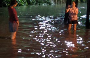 Biar Banjir, Yang Penting Eksis