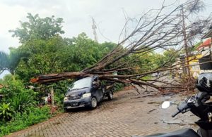 Pohon Tumbang di Darmo Indah Harapan