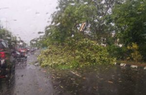 Pohon Tumbang di Exit Tol Dupak