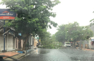 Pohon Tumbang Menutup Jalan Utama Bangkalan Kota