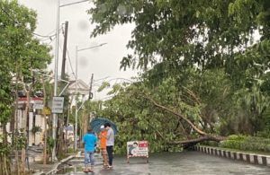 Pohon Tumbang di Dharmahusada