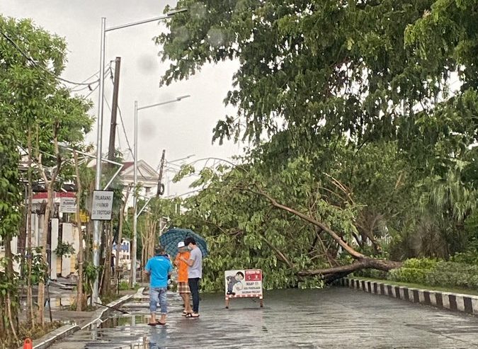 Pohon Tumbang di di Raya Dharmahusada Indah seberang BPJS, Minggu (6/12) siang. Posisinya menutup seluruh lajur