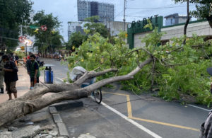 Pohon Tumbang di Gubeng