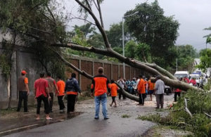 Pohon Tumbang di Pacet