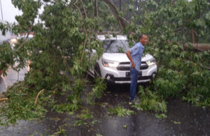 Pohon Tumbang di Tol