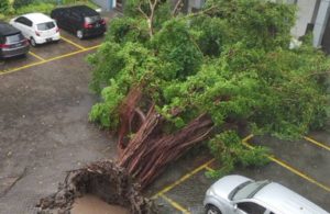 Pohon Tumbang di Area Parkir Teknik Elektro ITS