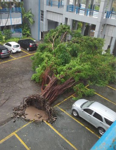 Pohon berukuran besar tumbang di area parkir Teknik Elektro ITS akibat hujan deras disertai angin kencang, Senin (21/2) sore