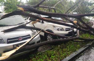 Pohon Tumbang di Area Parkir Kampus ITATS Surabaya