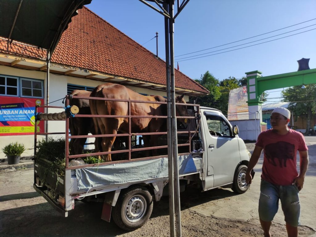 Pemotongan Sapi Kurban Di RPH Pegirian Surabaya - Suara Surabaya