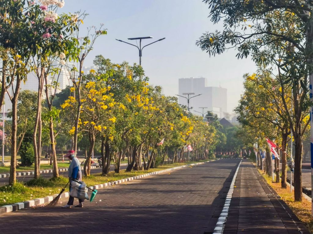 Bunga Tabebuya Mempercantik Surabaya - Suara Surabaya