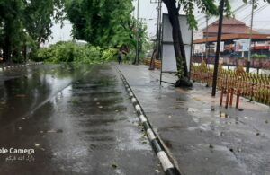 Pohon Tumbang Menutup Jalur Bundaran Aloha