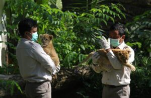 Dua Bayi Singa Kebun Binatang Surabaya