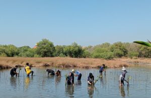 Penanaman Mangrove Sambut HUT Ke-78 RI