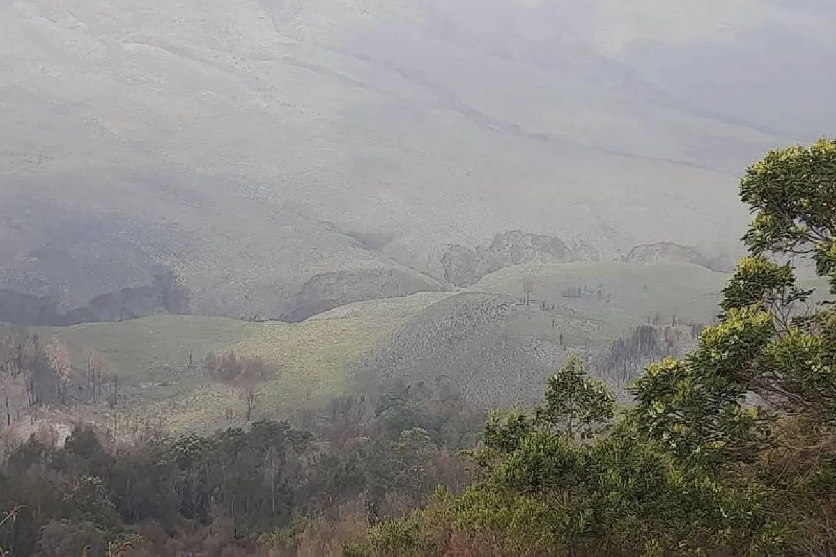 Kawasan savana Bromo mulai ditumbuhi vegetasi pascakebakaran, yang dilihat dari wilayah Jemplang, Kabupaten Malang, Jawa Timur. Foto: Antara/HO-Balai Besar TNBTS.