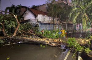 Hujan Deras di Surabaya Sebabkan Puluhan Pohon Tumbang