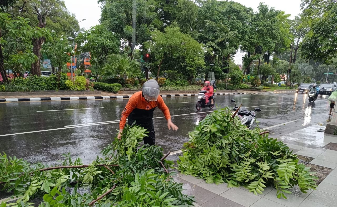 Petugas Badan Penanggulangan Bencana Daerah (BPBD) Kota Surabaya mengevakuasi pohon tumbang di Jalan Diponegoro, Surabaya pada Minggu (11/2/2024) sore. Foto: Command Center 112 Surabaya