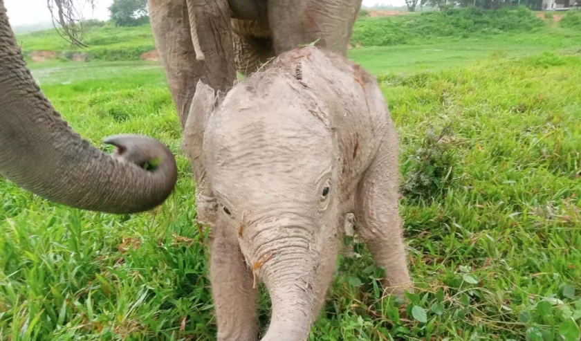 Anak gajah yang baru saja dilahirkan di TN Way Kambas pada Senin (26/2/2024) Foto: KLHK